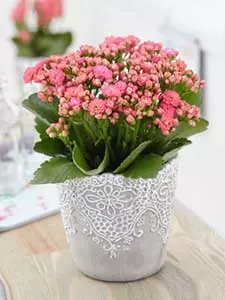 Kalanchoe
