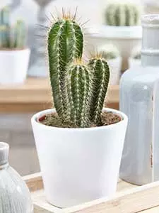 Pachycereus