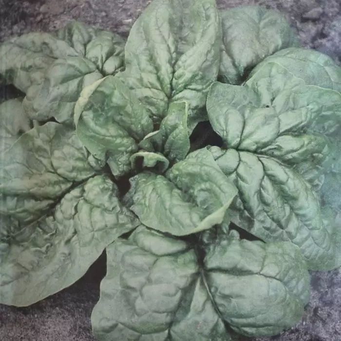 Épinard : le guide complet pour réussir sa culture du semis à la récolte fd17232 0 wh jpg