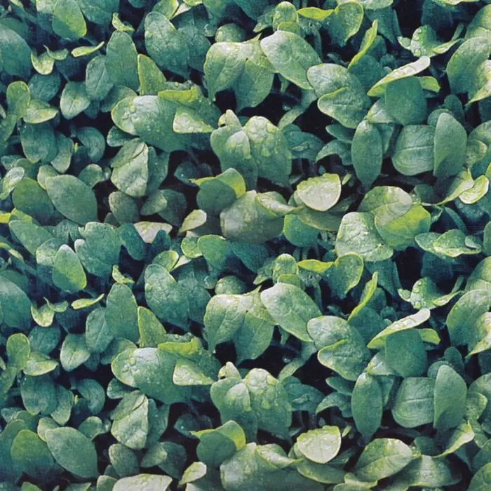 Épinard : le guide complet pour réussir sa culture du semis à la récolte fd17315 0 wh jpg