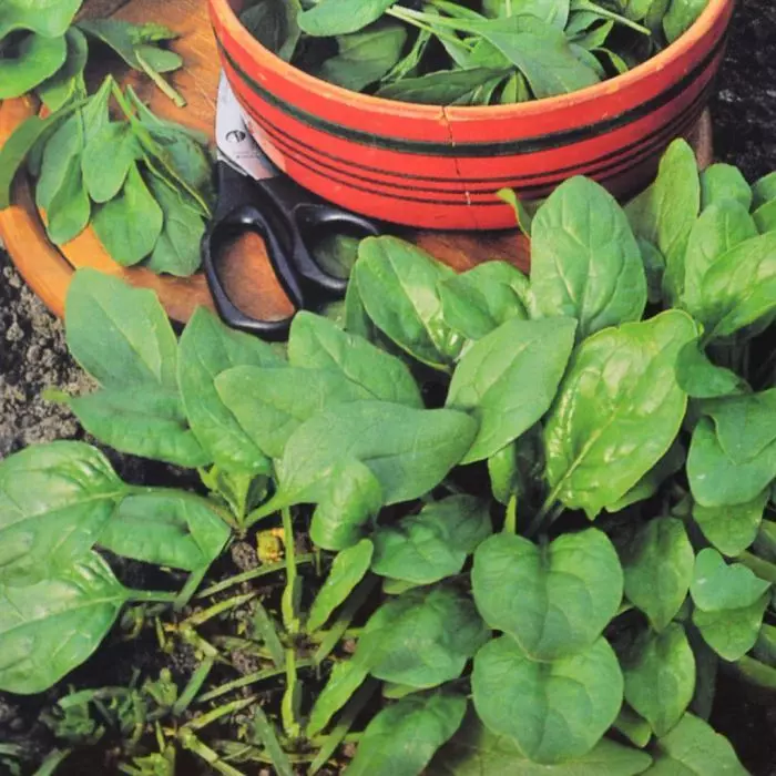 Épinard : le guide complet pour réussir sa culture du semis à la récolte fd17316 0 wh jpg