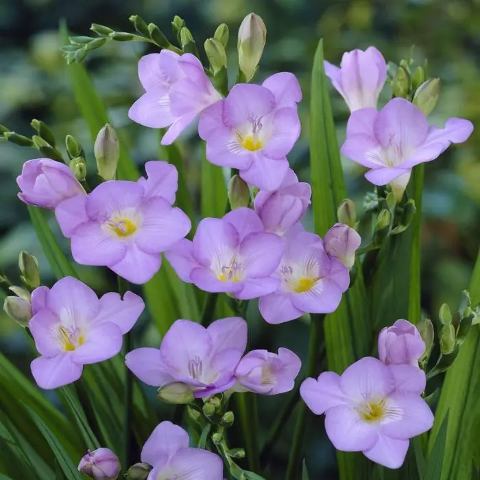 Freesia : le guide complet pour cultiver et comprendre cette fleur délicate fd17535 0 wh jpg