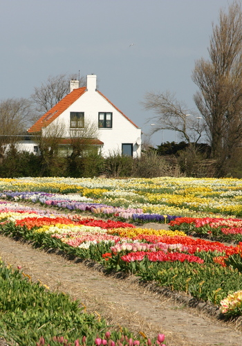 Bulbes à fleurs