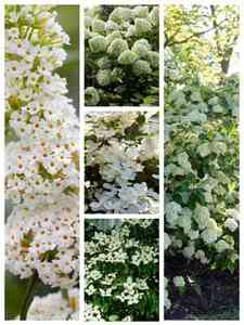 Arbustes blancs