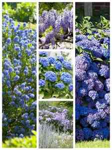 Arbustes bleu