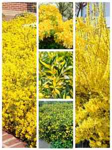 Arbustes jaune