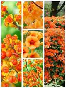 Arbustes orange