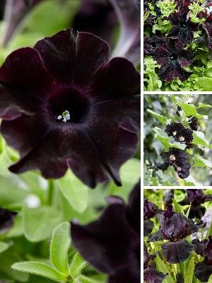 Plantes de jardin noires