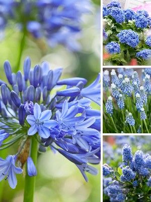 Plantes de jardin bleues