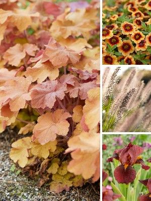 Plantes de jardin brunes