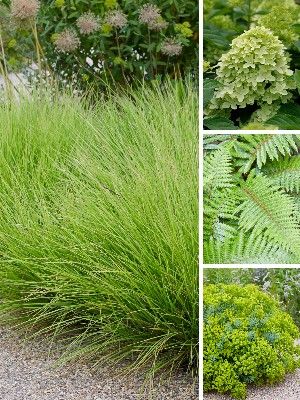 Plantes vertes du jardin