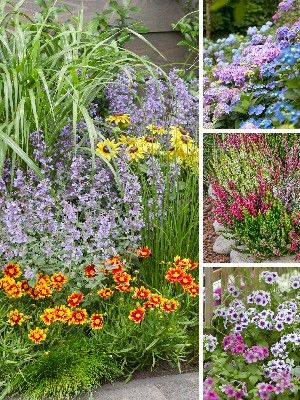 Plantes de jardin multicolores