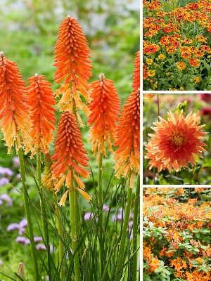 Plantes de jardin oranges