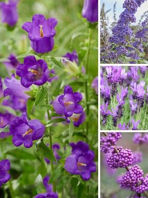 Plantes de jardin violettes