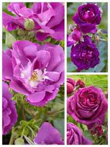 Rosier violet