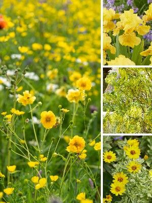 Plantes de jardin jaunes