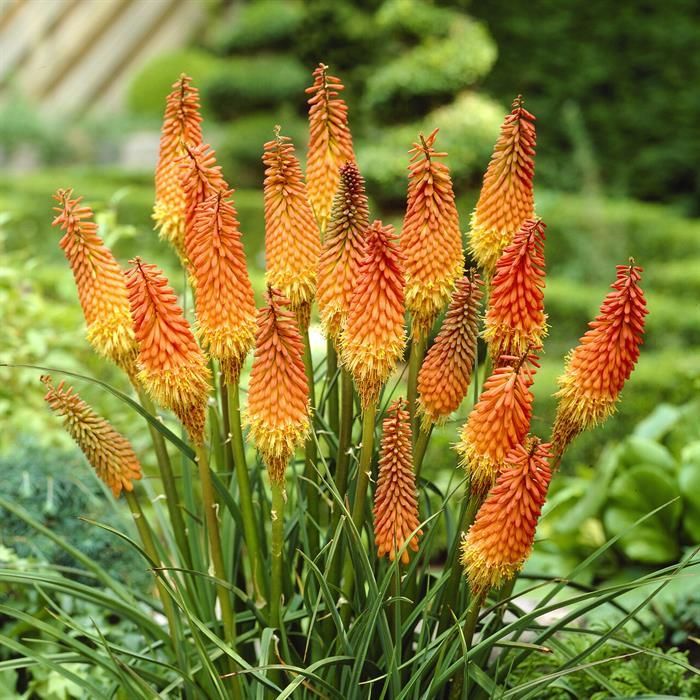 Kniphofia Alcazar 15 cm pot achats avantageux sur