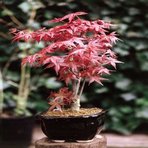 Bonsaï Acer Palmatum/ Érable du Japon