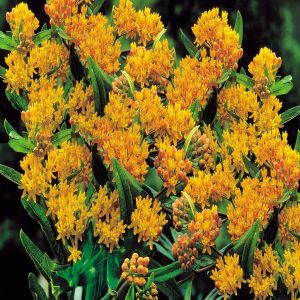 Asclepia tuberosa Silkweed orange x 3