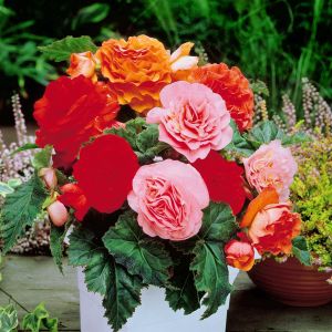 Begonia grandiflora  Mix