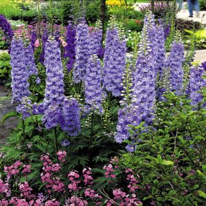 Delphinium Pacific Giants bleue x 3