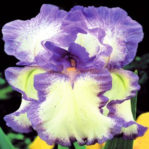 Iris barbatus Blue Flag