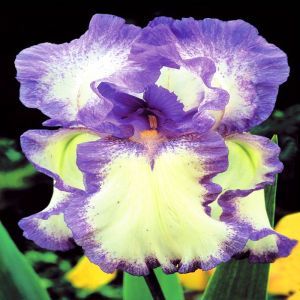 Iris barbatus Blue Flag