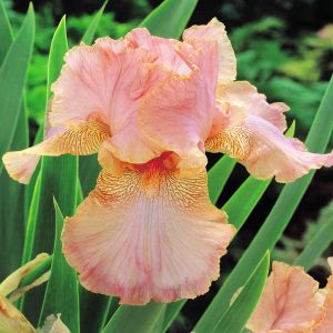 Iris germanica rose saumon