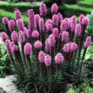 Liatris Violet Blazing Stars/Plume du x 20