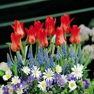 Bulbes de Jardin Féérique 3  Variétés x 50