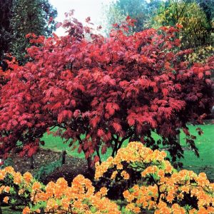 Acer atropurpurea Erable  14 cm