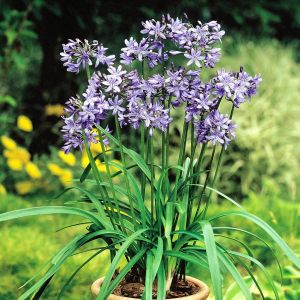 Agapanthus Blue/Agaphanthe bleue