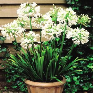 Agapanthus blanche