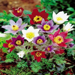 Anémone Pulsatilla vulgaris mixte x 3