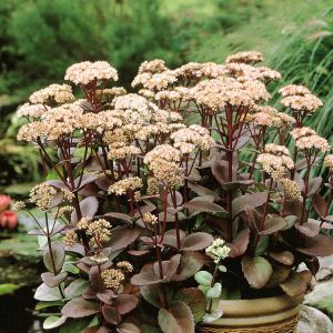 Sedum spectabile Matrona Key to Heaven x 3