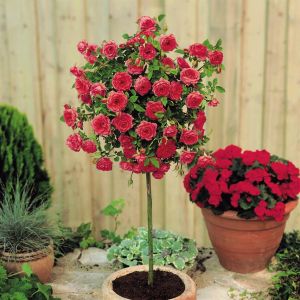 Rosier standard Meillandina rouge