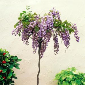 Arbre à Glycine Sinensis Standard
