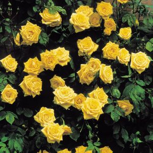 Rose Grimpante Golden Shower
