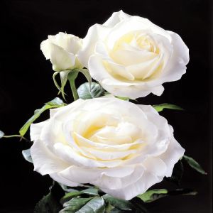 Rosier buisson Pascali