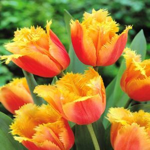Tulipe Frangée Lambada x 10