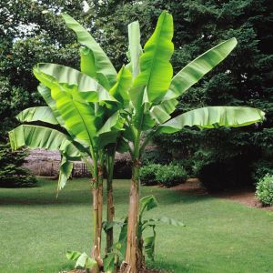 Plant de Banane Musa Basjoo