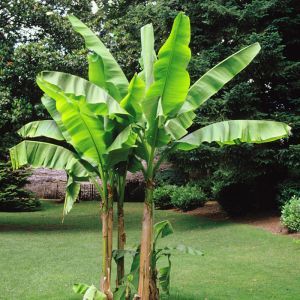 Plant de Banane Musa Basjoo