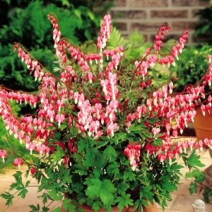 Dicentra spectabilis /Coeur de Marie