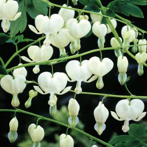 Dicentra spectabilis blanche