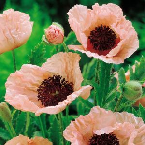 Papaver orientale Pinnacle rose saumon
