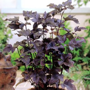 Physocarpus Diablo/Arbre Chocolat