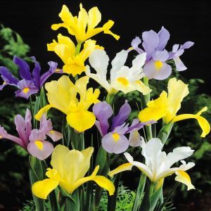 Iris de hollande mixte x 10
