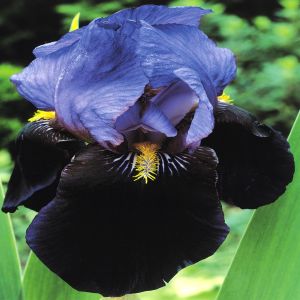Iris germanica violet Nigth Sky