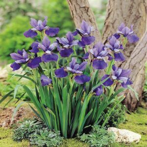 Iris sibirica Blue Pendant x 3