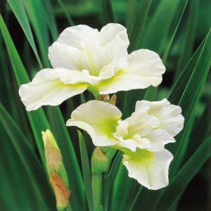 Iris sibirica Harpswell Happiness
